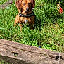 animal, canine, dog, grass, herbal, herbs, hound, jar, nature, outdoors, person, pet, plant, planter, pottedplant, pottery, puppy, vase, vegetation, yard