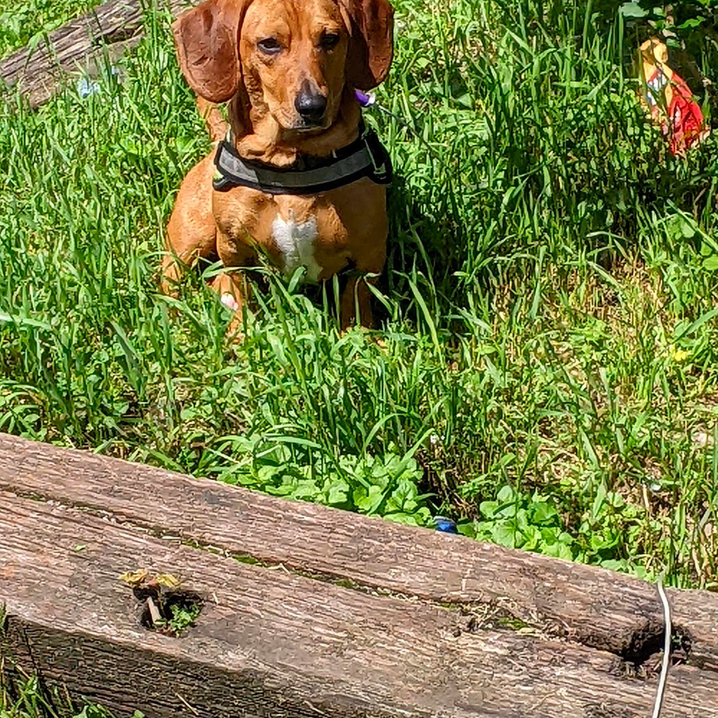 Tucker joined the competition — help win amazing prizes! animal, canine, dog, grass, herbal, herbs, hound, jar, nature, outdoors, person, pet, plant, planter, pottedplant, pottery, puppy, vase, vegetation, yard