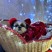 Plume a rejoint le concours — aidez-le/la à gagner de superbes lots ! dog, small_dog, wicker_basket, blanket, red_blanket, fairy_lights, indoor, pet, cute, cozy, decorative_lights, holiday_theme, animal_portrait, furry, wrapped, resting, toy, background_wall, soft_texture, warm_lighting