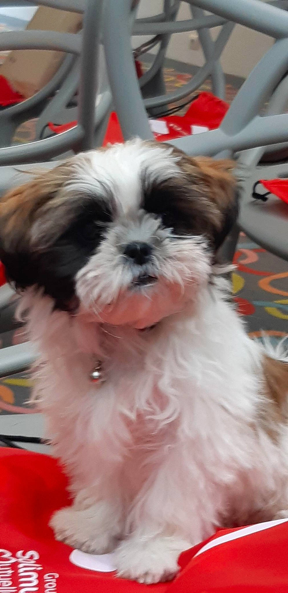 Plume participe au concours pour gagner de l'argent avec cette photo : bolonka, canidae, carnivore, chinese_imperial_dog, companion_dog, dog, dog_breed, kyi_leo, lhasa_apso, lowchen, mal_shi, maltepoo, mammal, morkie, puppy, shih_poo, shih_tzu, snout, tibetan_terrier, vertebrate