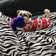Plume a rejoint le concours — aidez-le/la à gagner de superbes lots ! animal, blanket, blue_toy, couch, cozy, dog, festive, indoors, pet, pink_toy, playful, puppy, red_clothing, small_dog, snowflake_pattern, stuffed_toy, sweater, tail, toy, zebra_print