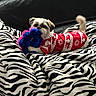 animal, blanket, blue_toy, couch, cozy, dog, festive, indoors, pet, pink_toy, playful, puppy, red_clothing, small_dog, snowflake_pattern, stuffed_toy, sweater, tail, toy, zebra_print