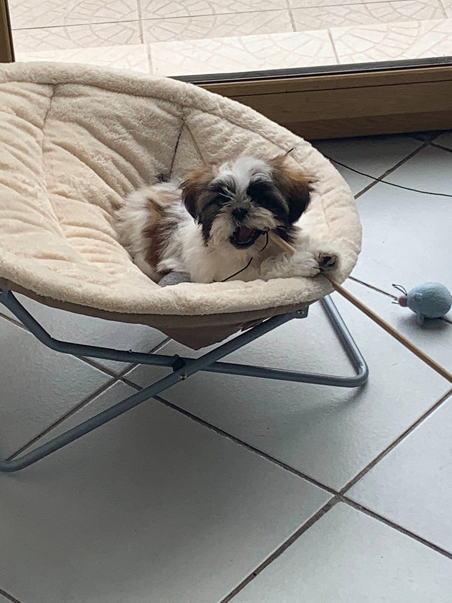 Plume a rejoint le concours — aidez-le/la à gagner de superbes lots ! canidae, carnivore, chair, companion_dog, dog, dog_bed, dog_breed, furniture, lhasa_apso, nap, non_sporting_group, pug, shih_tzu, table, toy_dog