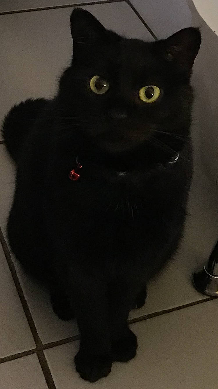 Isis a rejoint le concours — aidez-le/la à gagner de superbes lots ! asian, black, black_cat, bombay, british_shorthair, carnivore, cat, domestic_short_haired_cat, ear, eye, felidae, fur, small_to_medium_sized_cats, snout, tail, whiskers