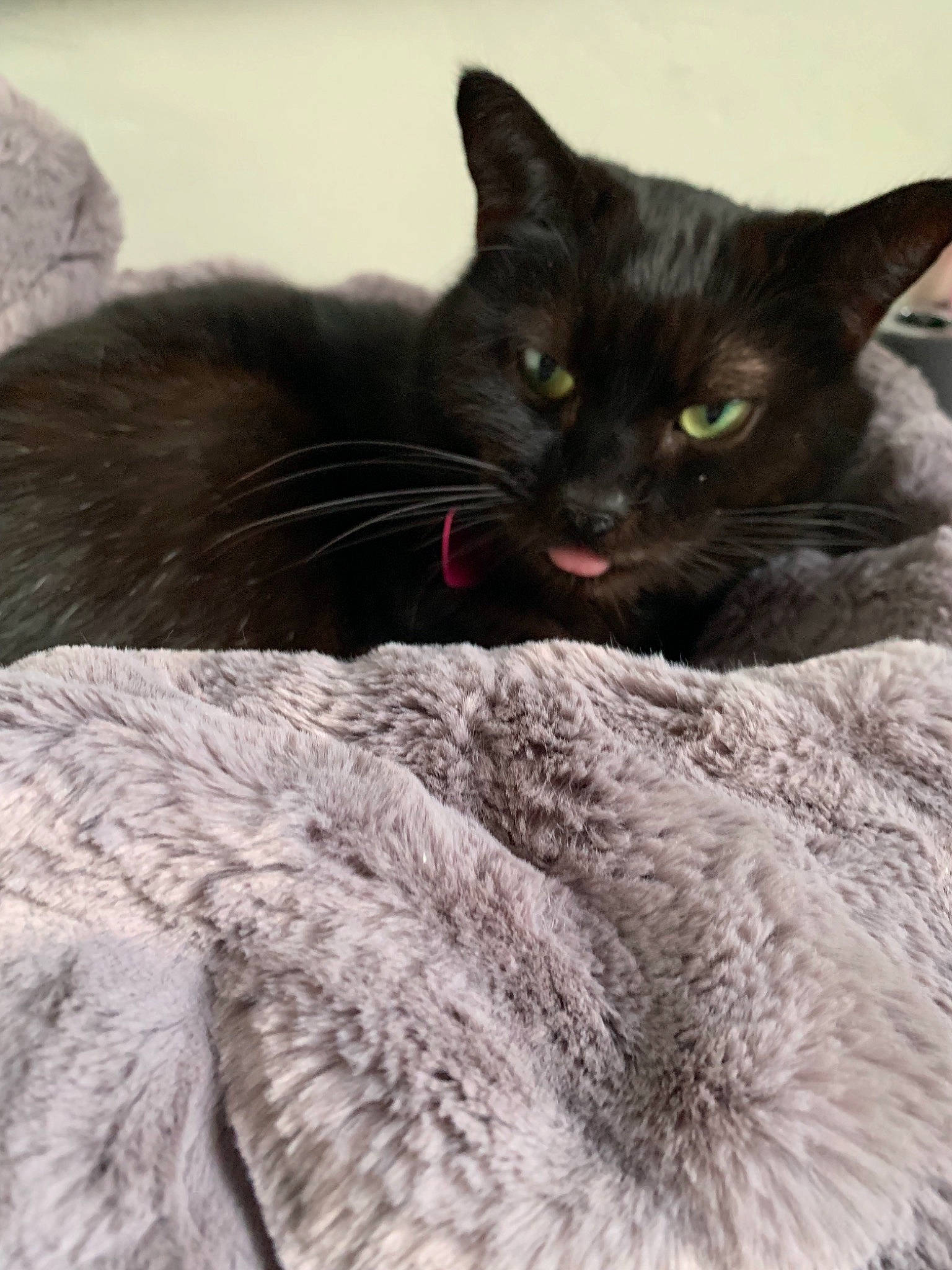 Isis participe au concours pour gagner de l'argent avec cette photo : asian, black_cat, bombay, british_shorthair, burmese, carnivore, cat, domestic_short_haired_cat, ear, felidae, fur, german_rex, havana_brown, korat, mammal, nebelung, small_to_medium_sized_cats, snout, vertebrate, whiskers