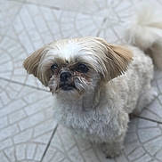 Joy a rejoint le concours — aidez-le/la à gagner de superbes lots ! carnivoran, companion_dog, dog, dog_breed, dog_breed_group, dog_crossbreeds, dog_like_mammal, havanese, lhasa_apso, morkie, puppy, rare_breed_dog, shih_tzu, snout, terrier