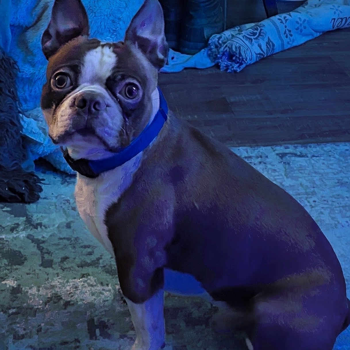 Rusty is registered to the contest to win money with this photo: animal, blanket, blue_collar, boots, boston_terrier, canine, carpet, dog, ears, eyes, face, floor, fur, furniture, home, indoor, pet, room, sitting, wood_floor