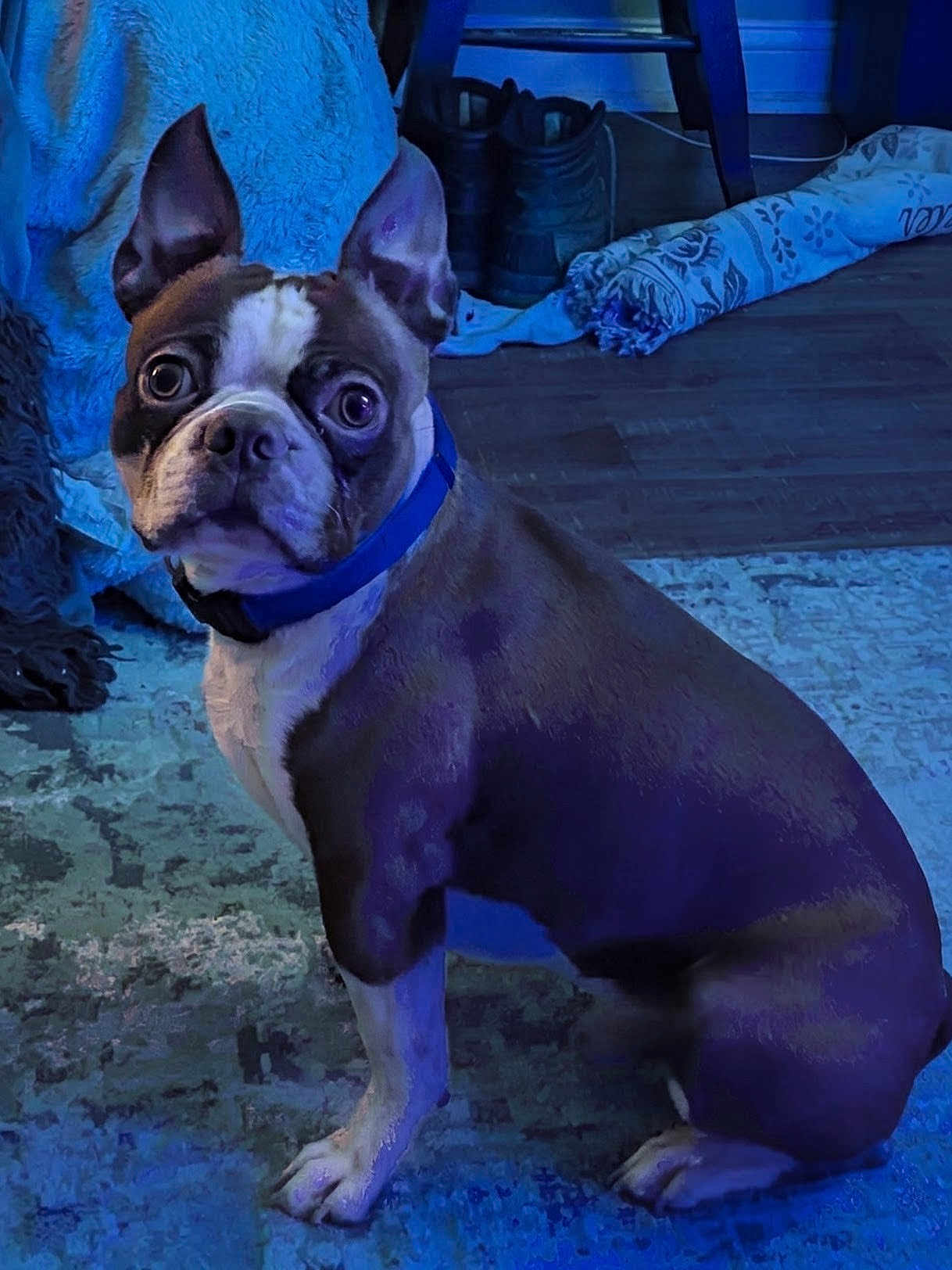Rusty is registered to the contest to win money with this photo: boston_terrier, dog, pet, indoor, blue_collar, carpet, boots, blanket, floor, wood_floor, sitting, animal, canine, fur, ears, eyes, face, home, room, furniture