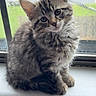 Precious is registered to the contest to win money with this photo: animal, cat, curious, cute, ears, feline, fluffy, indoor, kitten, pet, portrait, rain, raindrops, sitting, soft, tabby, whiskers, window, windowsill, young