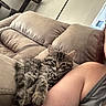 Precious joined the competition — help win amazing prizes! arm, beige, cat, cat_tree, companion, couch, cozy, domestic_animal, fur, furniture, indoor, kitten, living_room, nap, person, pet, relaxation, sleepy, soft, tabby
