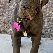 Sage joined the competition — help win amazing prizes! puppy, dog, gray_dog, collar, pet_tag, outdoor, concrete, rocks, young_dog, standing, canine, animal, close_up, front_view, young_puppy, ears, nose, paws, fur, pet