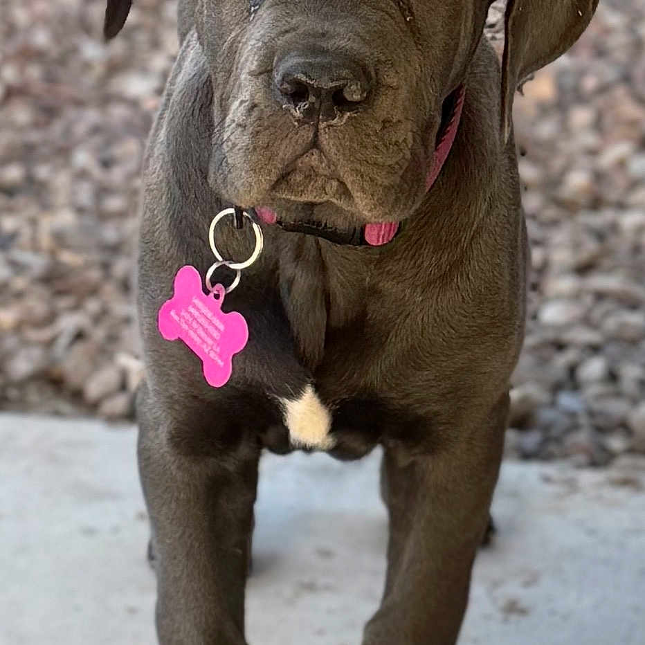 Sage joined the competition — help win amazing prizes! puppy, dog, gray_dog, collar, pet_tag, outdoor, concrete, rocks, young_dog, standing, canine, animal, close_up, front_view, young_puppy, ears, nose, paws, fur, pet