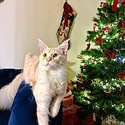 Phil is registered to the contest to win money with this photo: cat, cream_colored, chair, blue, christmas_tree, ornaments, lights, presents, holiday, decorations, indoor, furniture, festive, relaxed, pet, whiskers, ears, tail, wall, stocking