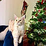 cat, cream_colored, chair, blue, christmas_tree, ornaments, lights, presents, holiday, decorations, indoor, furniture, festive, relaxed, pet, whiskers, ears, tail, wall, stocking