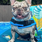 Rocky is registered to the contest to win money with this photo: dog, french_bulldog, brindle, life_jacket, pool, pool_float, outdoor, summer, pet, water, tongue_out, smiling, canine, swimming, fun, backyard, animal, cute, leisure, relaxed