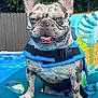 dog, french_bulldog, brindle, life_jacket, pool, pool_float, outdoor, summer, pet, water, tongue_out, smiling, canine, swimming, fun, backyard, animal, cute, leisure, relaxed