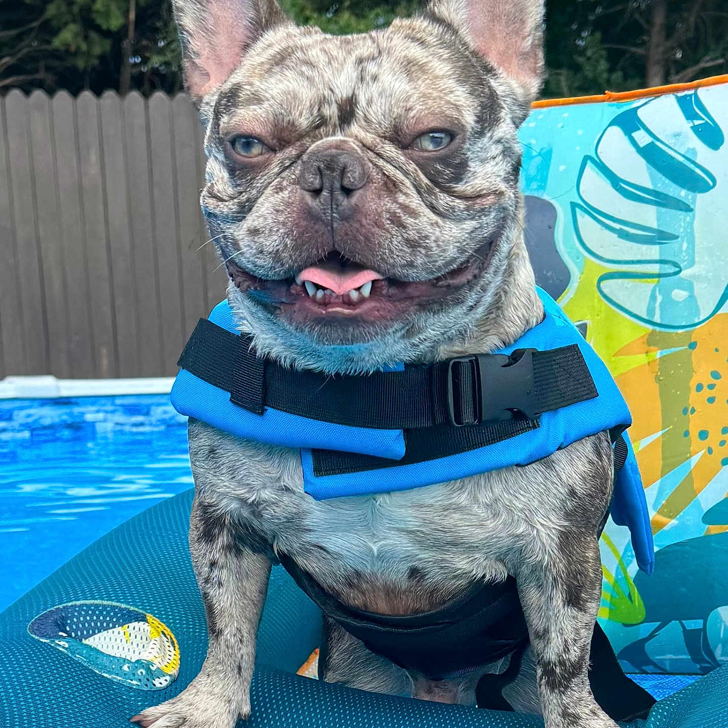 Rocky is registered to the contest to win money with this photo: animal, backyard, brindle, canine, cute, dog, french_bulldog, fun, leisure, life_jacket, outdoor, pet, pool, pool_float, relaxed, smiling, summer, swimming, tongue_out, water