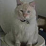 Handsome joined the competition — help win amazing prizes! cat, toilet, indoor, furniture, pet, animal, fluffy, cream_colored, collar, domestic, bathroom, sitting, fur, whiskers, face, eyes, mouth, ears, household, close_up