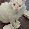 Handsome is registered to the contest to win money with this photo: cat, blue_eyes, white_croc, shoe, paw_in_shoe, curious, fluffy_fur, indoor, wooden_floor, pet, domestic_cat, looking_up, footwear, flooring, close_up, cute, animal, feline, household, accessory