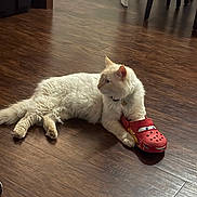 Handsome is registered to the contest to win money with this photo: cat, white_cat, shoe, childrens_shoe, red_shoe, wooden_floor, flooring, indoor, pet, animal, relaxed, lying_down, paw, collar, tag, fur, cute, domestic_cat, household, playful
