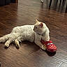 cat, white_cat, shoe, childrens_shoe, red_shoe, wooden_floor, flooring, indoor, pet, animal, relaxed, lying_down, paw, collar, tag, fur, cute, domestic_cat, household, playful