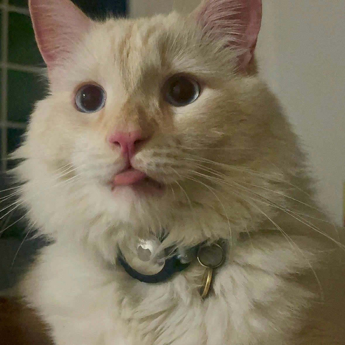 Handsome