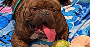 Maybach joined the competition — help win amazing prizes! animal, blanket, blue_blanket, brindle, canine, cartoon_characters, closeup, collar, cute, dog, fur, happy, indoor, pet, playful, plush_toy, resting, sloth_toy, tongue_out, toy