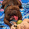 animal, blanket, blue_blanket, brindle, canine, cartoon_characters, closeup, collar, cute, dog, fur, happy, indoor, pet, playful, plush_toy, resting, sloth_toy, tongue_out, toy