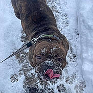 Maybach joined the competition — help win amazing prizes! animal, brown, canine, collar, cute, daylight, dog, fun, fur, leash, outdoor, paw_prints, pet, playful, rescue, snow, snowy_path, tongue_out, walking, winter