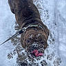 animal, brown, canine, collar, cute, daylight, dog, fun, fur, leash, outdoor, paw_prints, pet, playful, rescue, snow, snowy_path, tongue_out, walking, winter