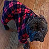 Maybach is registered to the contest to win money with this photo: animal, canine, clothing, companion, cozy, cute, dog, domestic, ears, face, french_bulldog, indoor, looking_up, paws, pet, pet_clothes, plaid, portrait, short_hair, wooden_floor
