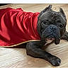 Maybach joined the competition — help win amazing prizes! animal, black_dog, canine, cape, costume, cute, dog, domestic_animal, ears_up, flooring, indoor, looking_up, lying_down, paws, pet, red_clothing, resting, short_hair, snout, wooden_floor