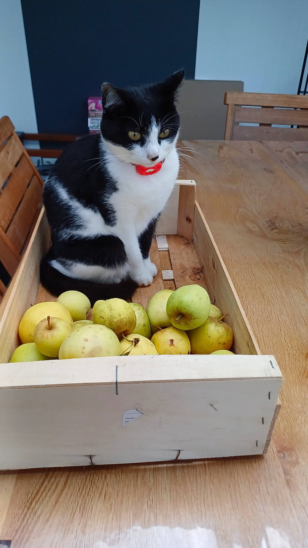 Nala a rejoint le concours — aidez-le/la à gagner de superbes lots ! animal, box, cat, chair, citrusfruit, crate, drawer, food, fruit, furniture, hardwood, kitten, manx, pear, pet, plant, plywood, produce, quince, wood