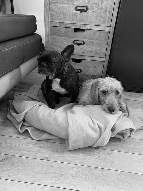 Ron a rejoint le concours — aidez-le/la à gagner de superbes lots ! black, black_and_white, cabinetry, carnivore, chest_of_drawers, comfort, companion_dog, couch, dog, dog_breed, dog_supply, drawer, dresser, floor, grey, monochrome, style, vertebrate, white, wood