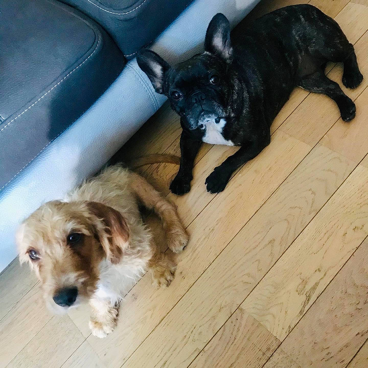 Ron participe au concours pour gagner de l'argent avec cette photo : black_cat, carnivore, comfort, companion_dog, dog, dog_breed, fawn, felidae, floor, flooring, fur, hardwood, paw, plank, snout, sporting_group, tail, toy_dog, wood, working_animal