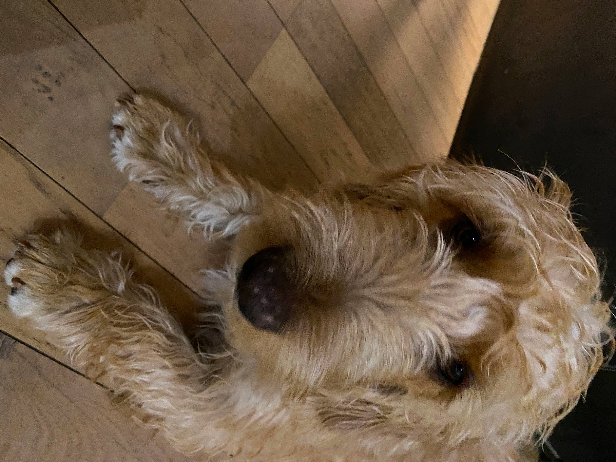 Ron a rejoint le concours — aidez-le/la à gagner de superbes lots ! canidae, carnivore, companion_dog, dog, dog_breed, dog_supply, fawn, fur, hardwood, schnauzer, scottish_terrier, small_terrier, snout, sporting_group, terrestrial_animal, terrier, toy_dog, whiskers, wood, working_animal