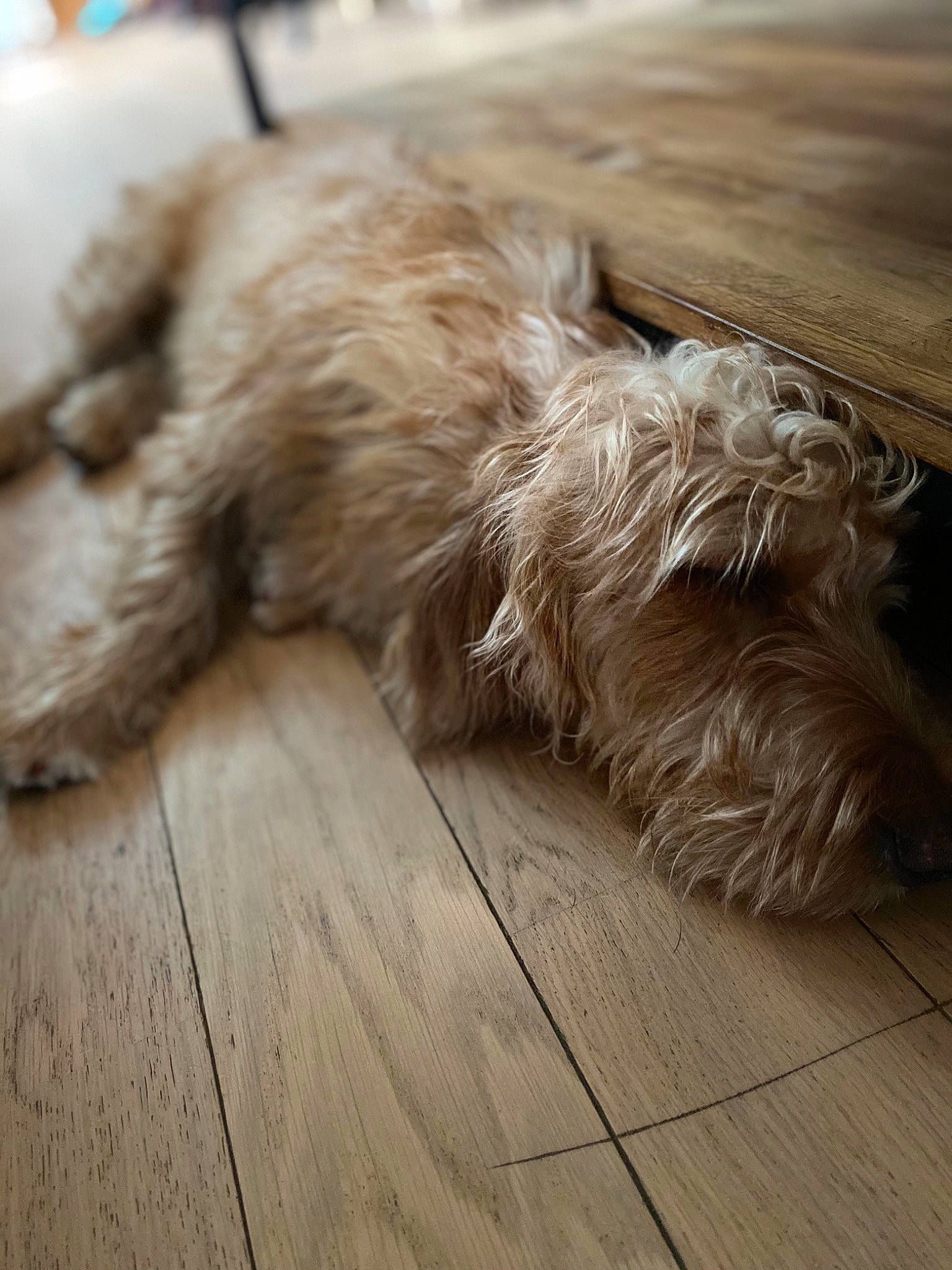 Ron a rejoint le concours — aidez-le/la à gagner de superbes lots ! carnivore, comfort, companion_dog, dog, dog_breed, fawn, floor, flooring, fur, hardwood, laminate_flooring, liver, plank, small_terrier, sporting_group, terrier, toy_dog, wood, wood_flooring, working_animal