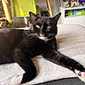 Onyx joined the competition — help win amazing prizes! cat, black_cat, white_paws, indoor, furniture, blanket, couch, relaxing, pet, domestic_animal, whiskers, yellow_eyes, resting, cozy, house, living_room, television, chair, wooden_table, photography