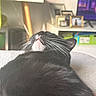 Onyx is registered to the contest to win money with this photo: cat, black_cat, whiskers, fur, lying_down, close_up, indoor, living_room, television, picture_frames, furniture, cozy, relaxed, pet, animal, home, couch, soft_light, background_blur, pink_tongue