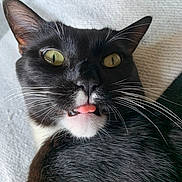 Onyx is registered to the contest to win money with this photo: cat, tuxedo_cat, close_up, yellow_eyes, tongue_out, whiskers, black_and_white, pet, animal, feline, cute, indoor, texture, fur, face, expression, lying_down, portrait, domestic_cat, curious