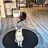 cat, tabby_cat, black_and_white_cat, trampoline, cat_condo, wooden_floor, dining_chair, high_chair, kitchen, indoor, pet_toy, cat_toy, modern_furniture, home_interior, flooring, animal, pet, furniture, cozy, relaxed