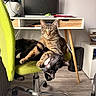 Mila joined the competition — help win amazing prizes! cat, tabby_cat, black_and_white_cat, chair, office_chair, desk, computer_monitor, indoor, pet, feline, paw, floor, wooden_floor, relaxed, cozy, cute, animals, domestic, resting, playful