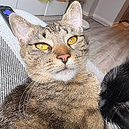 Mila is registered to the contest to win money with this photo: cat, tabby_cat, yellow_eyes, close_up, indoor, living_room, furniture, remote_control, floor, couch, relaxed, whiskers, pet, animal, two_cats, black_cat, white_whiskers, texture, cozy, household
