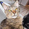 cat, tabby_cat, yellow_eyes, close_up, indoor, living_room, furniture, remote_control, floor, couch, relaxed, whiskers, pet, animal, two_cats, black_cat, white_whiskers, texture, cozy, household