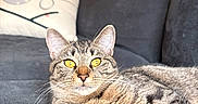 Mila is registered to the contest to win money with this photo: animal, cat, close_up, couch, cozy, cute, domestic_animal, feline, fur, home, indoor, living_room, pet, pillow, relaxed, resting, soft_light, tabby, whiskers, yellow_eyes
