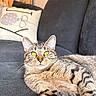 Mila is registered to the contest to win money with this photo: cat, tabby, yellow_eyes, couch, pillow, indoor, pet, feline, fur, whiskers, relaxed, living_room, domestic_animal, close_up, resting, cute, animal, home, soft_light, cozy