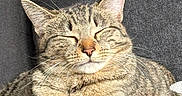 Mila is registered to the contest to win money with this photo: cat, tabby, animal, pet, feline, sleeping, relaxed, whiskers, ears, paws, fur, striped, cute, cozy, indoors, sunlight, resting, comfort, gray_background, closeup