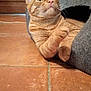 cat, orange_tabby, pet, indoor, tile_floor, cat_bed, feline, curious, whiskers, ears, paw, resting, cozy, looking_up, animal, domestic_animal, cute, fur, young_cat, alert