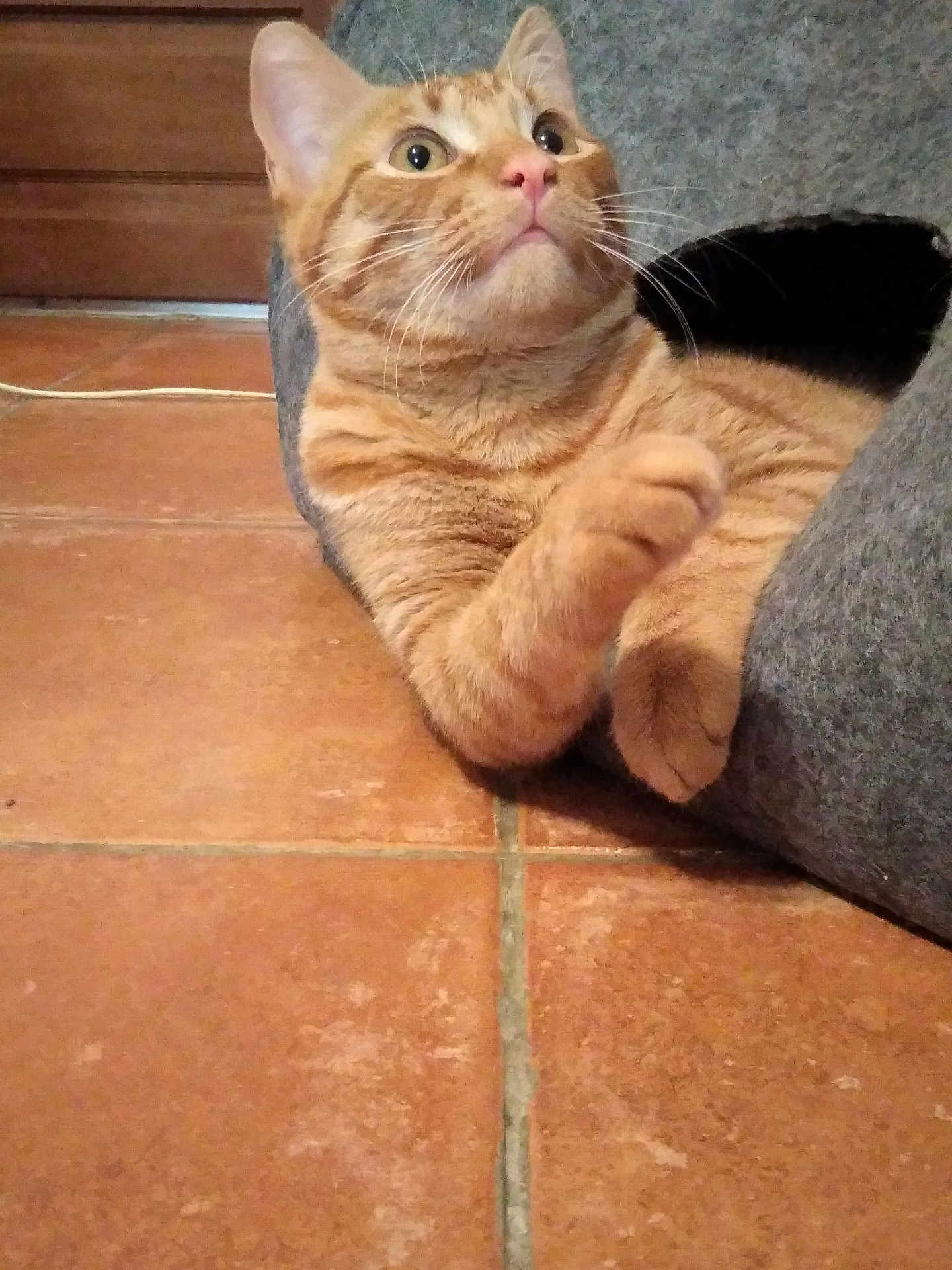 Max a rejoint le concours — aidez-le/la à gagner de superbes lots ! cat, orange_tabby, pet, indoor, tile_floor, cat_bed, feline, curious, whiskers, ears, paw, resting, cozy, looking_up, animal, domestic_animal, cute, fur, young_cat, alert
