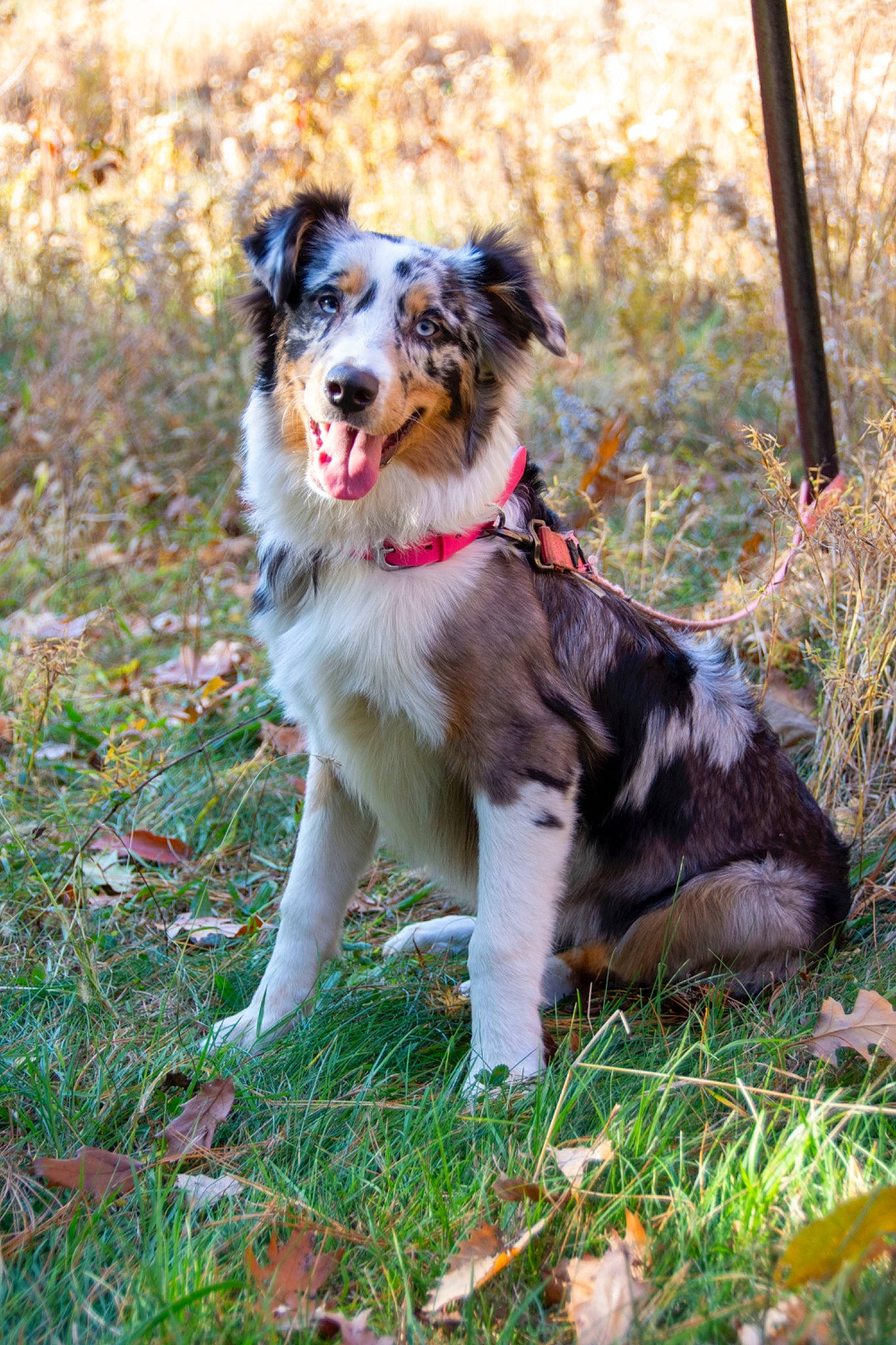 Kya is registered to the contest to win money with this photo: canidae, carnivore, collar, companion_dog, dog, dog_breed, dog_supply, fur, grass, grass_family, mammal, snout, sporting_group, tail, working_animal, working_dog